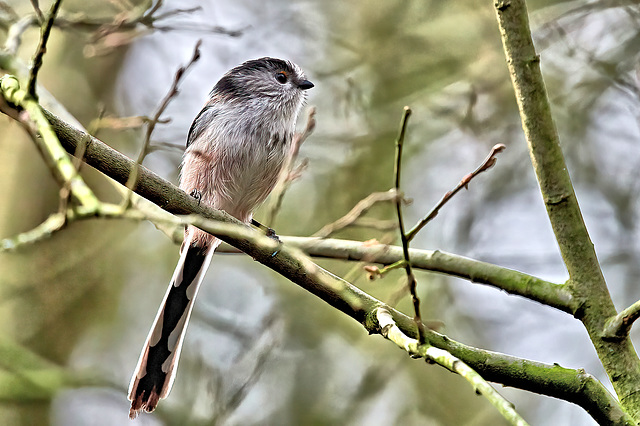 Long-Tailed Tit - Aegithalos caudatus