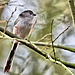 Long-Tailed Tit - Aegithalos caudatus