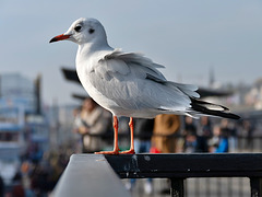 If i leave here, would you still remember me? - Hamburg