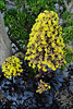 Aeonium schwartz, Penedos