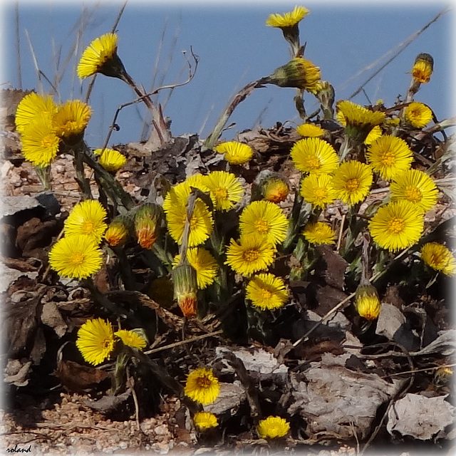 Explosion du printemps