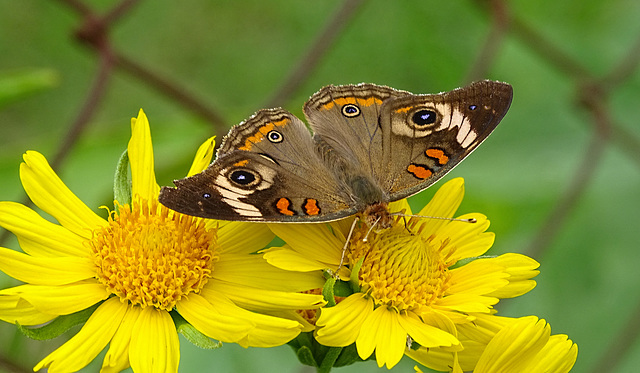 Common Buckeye (Junonia coenia)