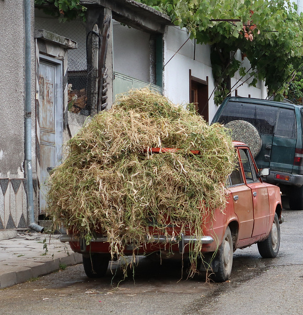 Boot-full of bean haulm