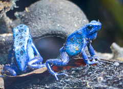 Blue poison dart frogs