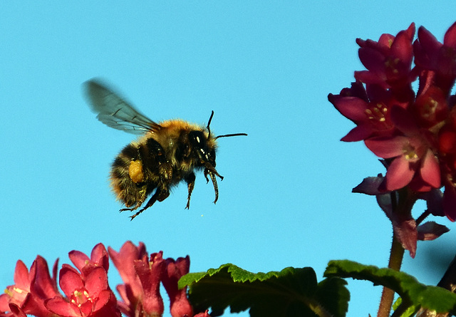 Hummel im Anflug