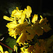 20200419 7251CPw [D~LIP] Mahonie (Berberis aquifolium), Bad Salzuflen