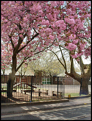 cherries in the playground