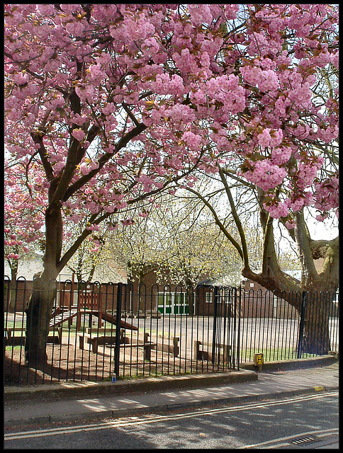 cherries in the playground