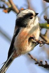 EOS 90D Peter Harriman 09 41 11 44292 longTailedTit dpp