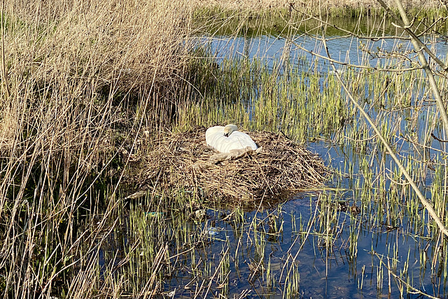 Let sleeping swans lie