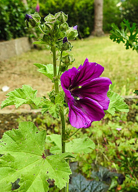 20200611 8331CPw [D~LIP] Wilde Malve (Malva sylvestris), Bad Salzuflen