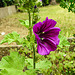 20200611 8331CPw [D~LIP] Wilde Malve (Malva sylvestris), Bad Salzuflen