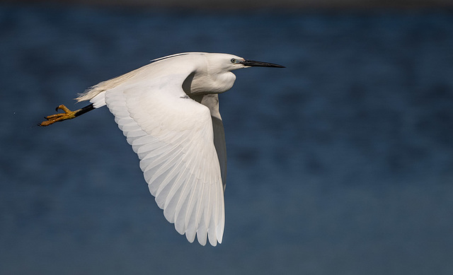 Little egret