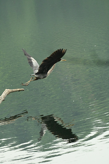 heron launch DSC 5976