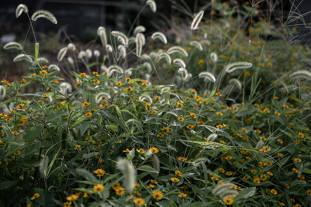 Flowers and weeds