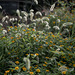 Flowers and weeds