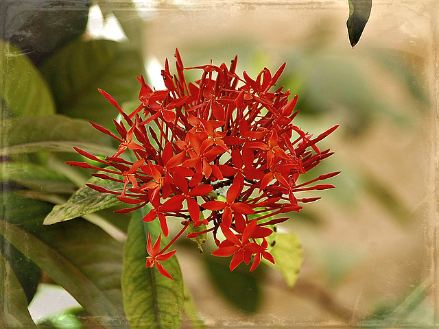 Kepala,  Ixora Red