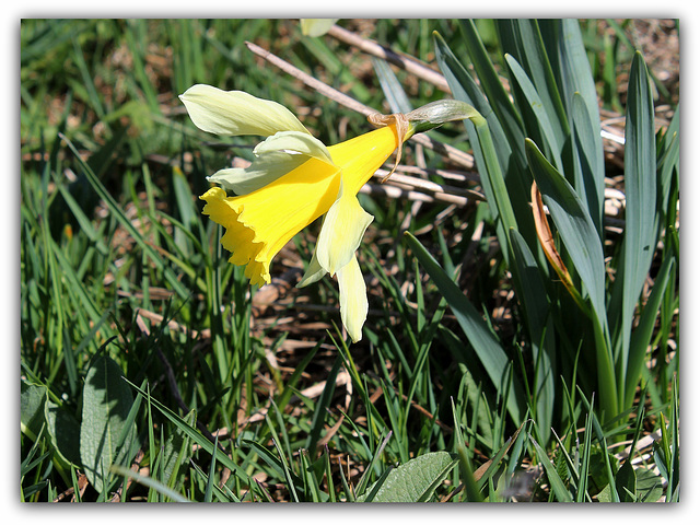 Le temps des Jonquilles (14)