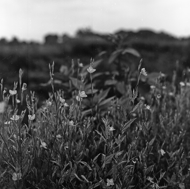 Petites fleurs_Oenothera rosea