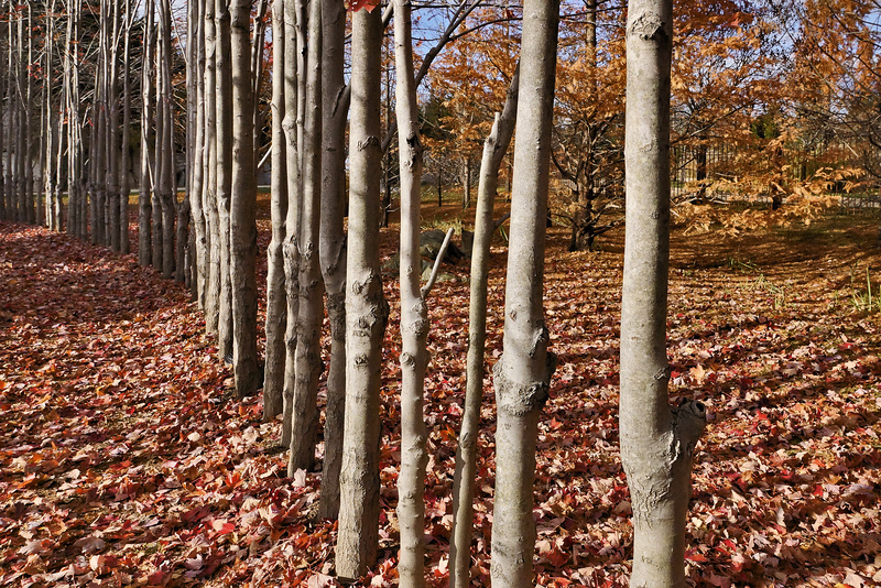 The Tree Line – Grounds for Sculpture, Hamilton Township, Trenton, New Jersey