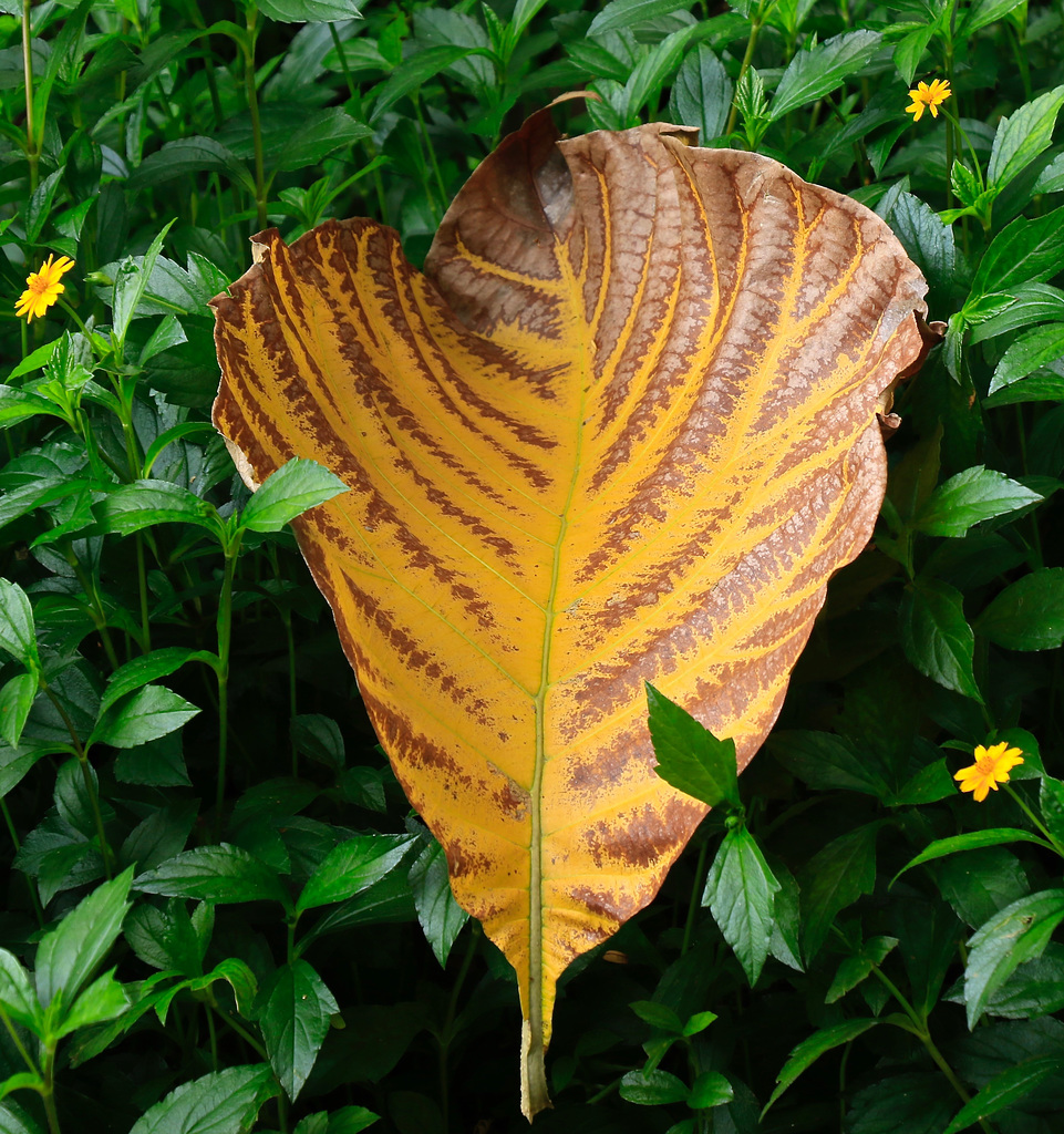 Tectona grandis