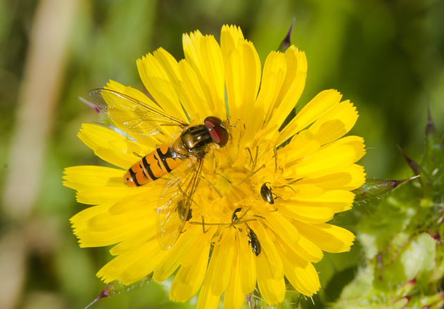 HoverflyIMG 5470