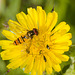 HoverflyIMG 5470