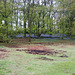 Carpet of Bluebells in Bradgate Park