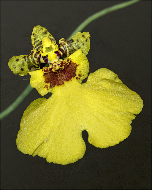 Yellow orchid blossom