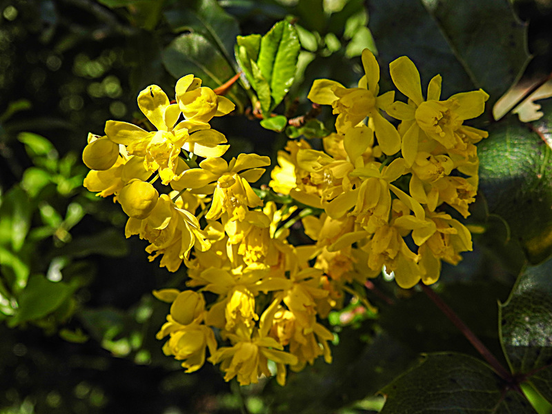 20200419 7252CPw [D~LIP] Mahonie (Berberis aquifolium), Bad Salzuflen