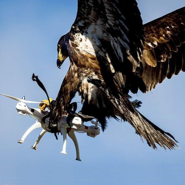 O&S - eagle vs drone