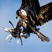 O&S - eagle vs drone