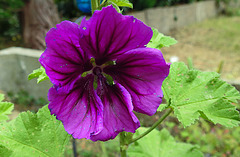 20200611 8332CPw [D~LIP] Wilde Malve (Malva sylvestris)e, Bad Salzuflen