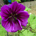 20200611 8332CPw [D~LIP] Wilde Malve (Malva sylvestris)e, Bad Salzuflen