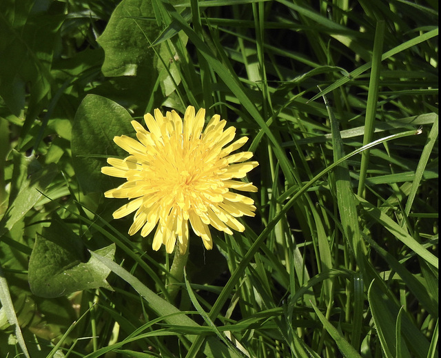 Dandelion