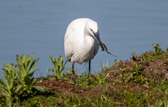 Little egret with a catch