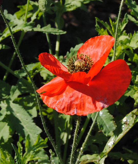 Nachzügler  im Juli