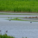 Burton Mere Wetlands - The scrape