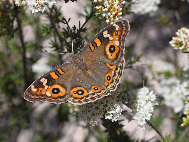 Junonia villida (Meadow Argus)