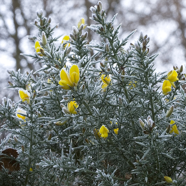 Frosty gorse 1