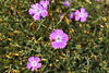 Mountain Asters – Alpine Garden, Botanical Garden, Montréal, Québec