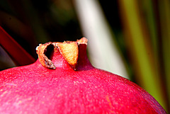 Pomegranate Bust