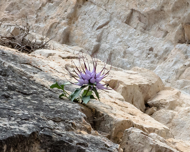 Physoplexis comosa, Teufelskralle, Schopfteufelskralle - 2017-07-20_D4_DSC2887