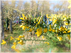 Sur le chemin : L'ajonc avec effet de mon appareil photo