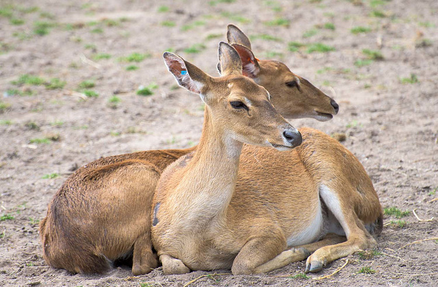 Brow antler deer (2)