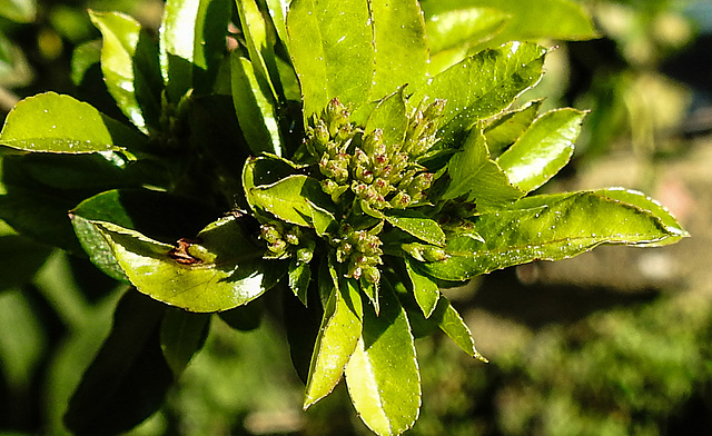 20200419 7254CP [D~LIPw] Apfelbeere (Aronia prunufolia 'Viking'), Blütenknospen, Bad Salzuflen