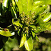 20200419 7254CP [D~LIPw] Apfelbeere (Aronia prunufolia 'Viking'), Blütenknospen, Bad Salzuflen