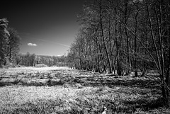 21.04.25 Darmstädter Wald 2