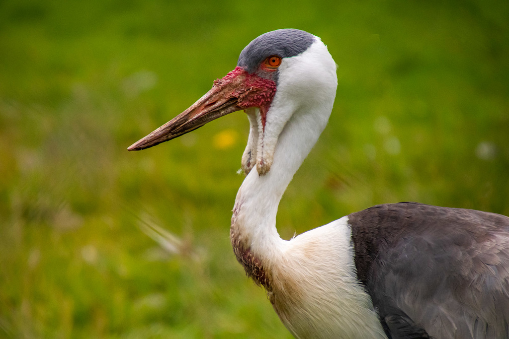 Wattled crane