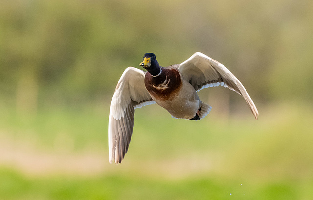 Mallard